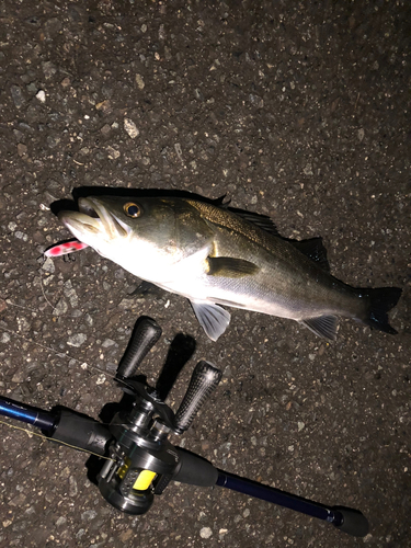 シーバスの釣果