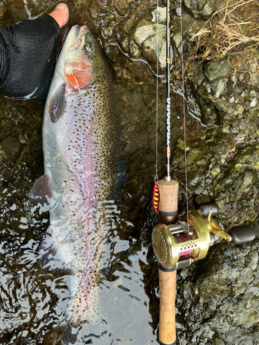 ニジマスの釣果