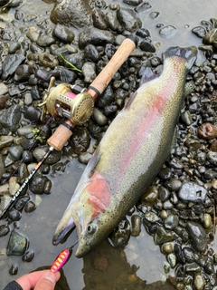 ニジマスの釣果