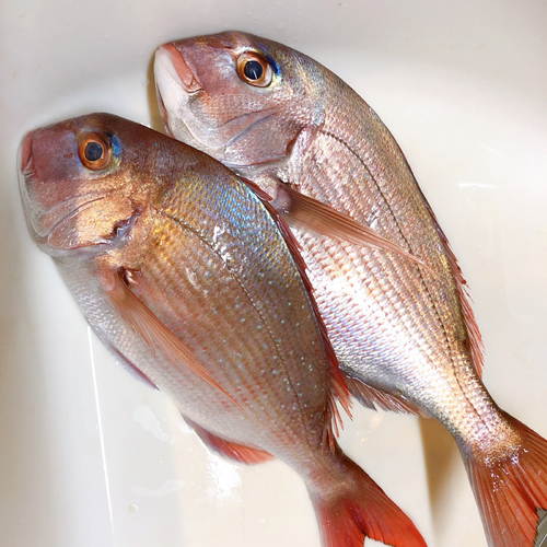 マダイの釣果