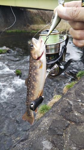 イワナの釣果