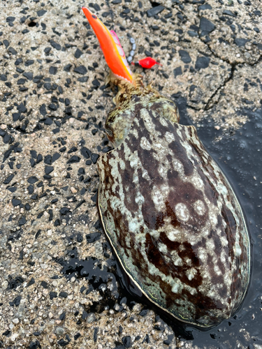 コウイカの釣果