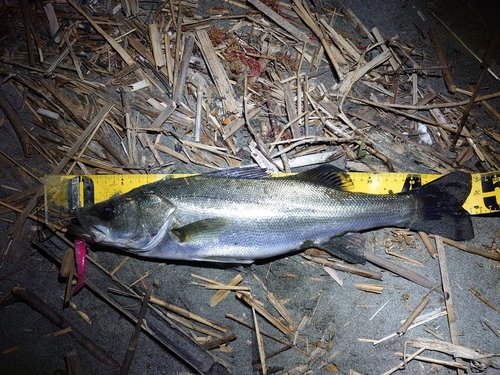 シーバスの釣果