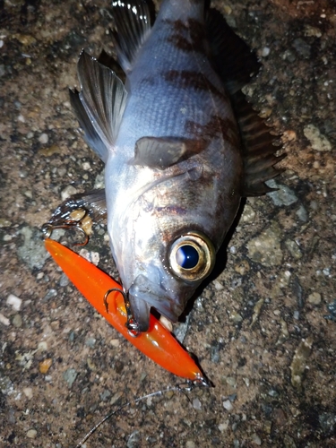 メバルの釣果