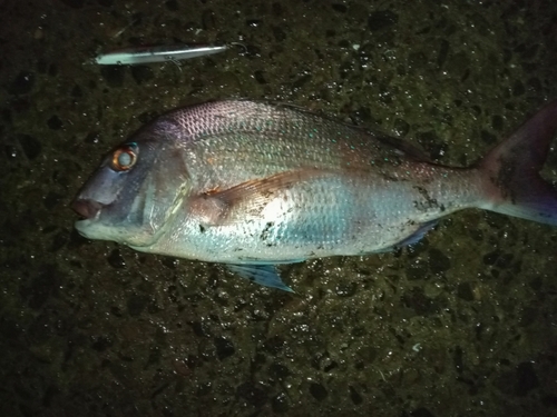 タイの釣果