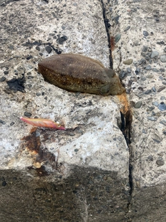 コウイカの釣果