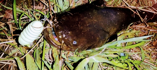 マナマズの釣果