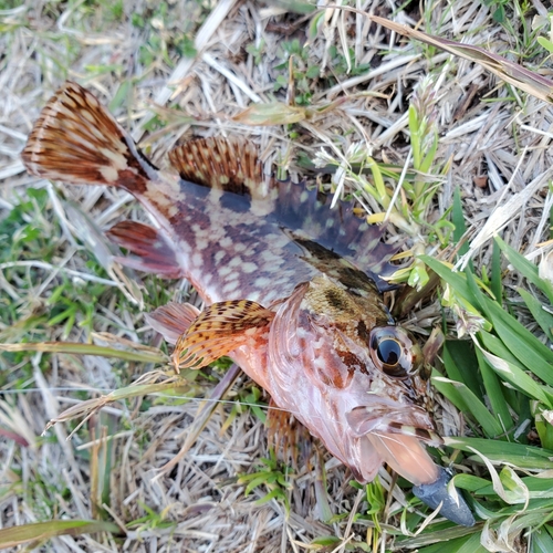 カサゴの釣果