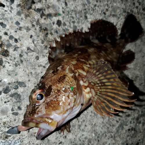 カサゴの釣果