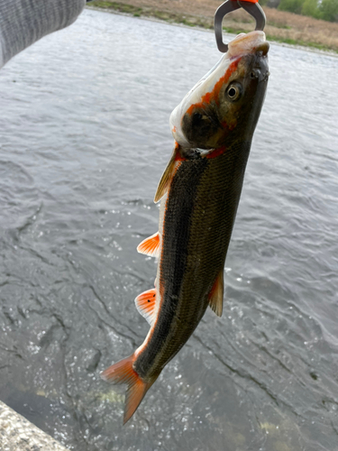 マルタウグイの釣果