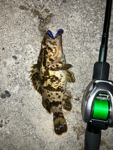 タケノコメバルの釣果