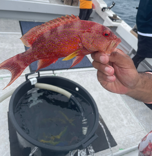 ユカタハタの釣果