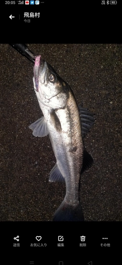 セイゴ（マルスズキ）の釣果