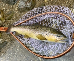 ブラウントラウトの釣果