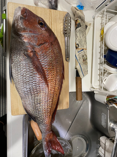 マダイの釣果