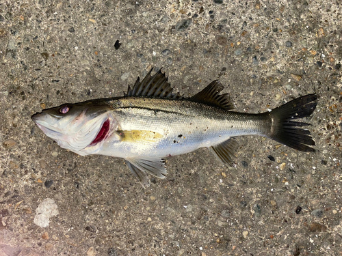 セイゴ（マルスズキ）の釣果