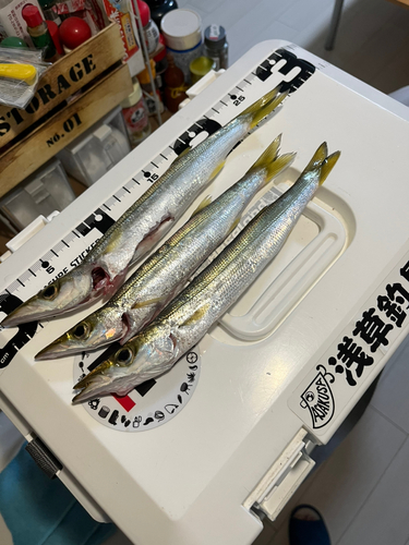 カマスの釣果