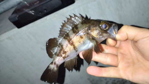 メバルの釣果