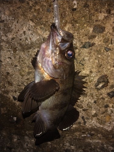 メバルの釣果