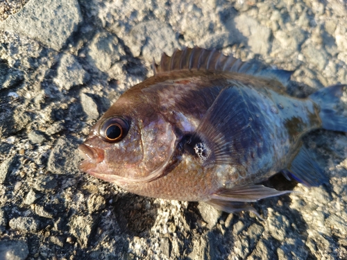 スズメダイの釣果