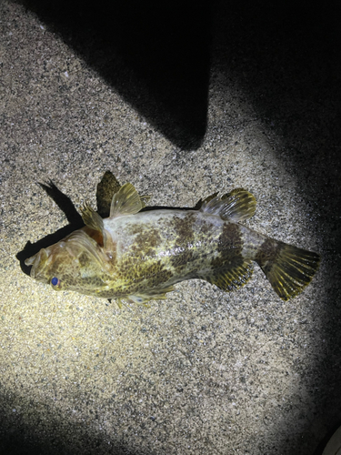 タケノコメバルの釣果