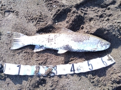 アメマスの釣果