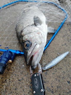 ヒラスズキの釣果