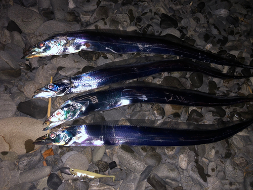 タチウオの釣果