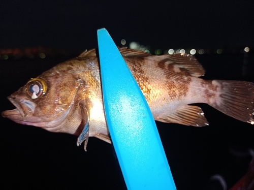 メバルの釣果