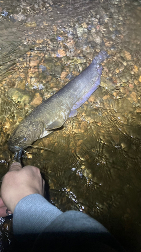 マナマズの釣果