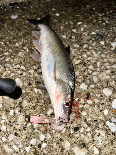 マルタウグイの釣果