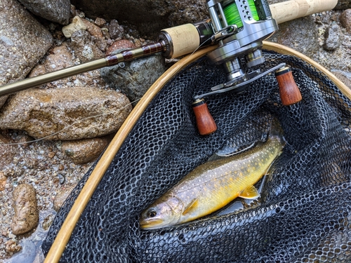 ニッコウイワナの釣果