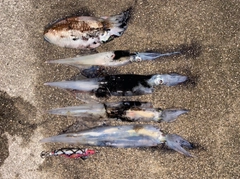 ヤリイカの釣果