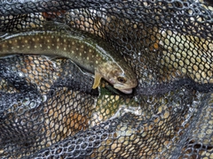 エゾイワナの釣果