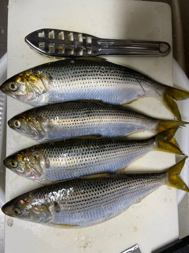 コノシロの釣果