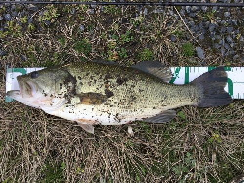 ラージマウスバスの釣果