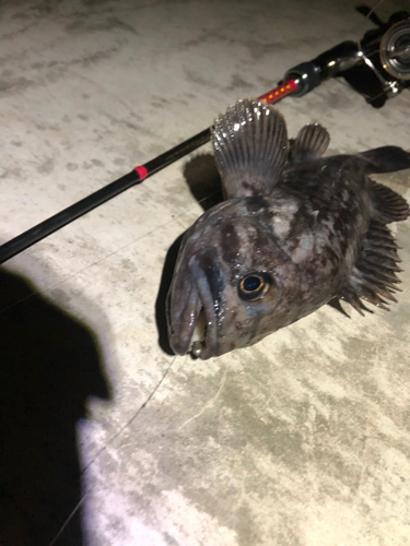 クロソイの釣果