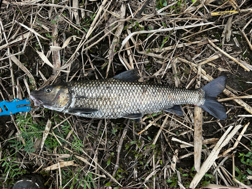 ニゴイの釣果