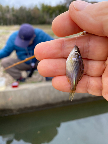 タナゴの釣果