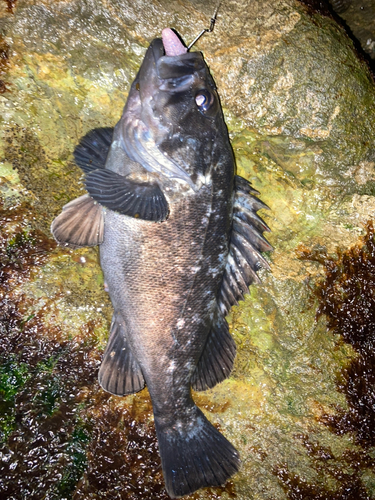 クロソイの釣果