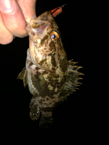 タケノコメバルの釣果