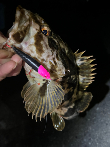 ベッコウゾイの釣果