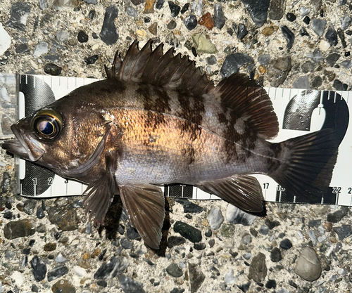 メバルの釣果