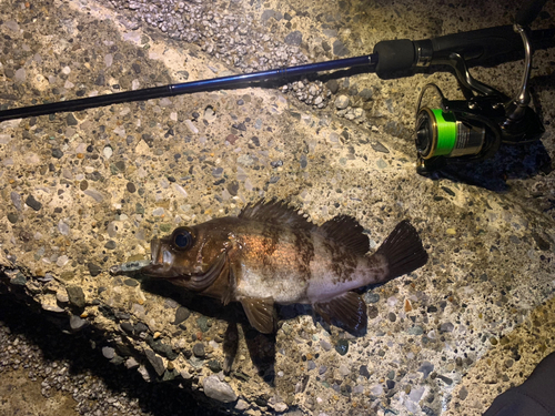 シロメバルの釣果