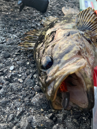 タケノコメバルの釣果