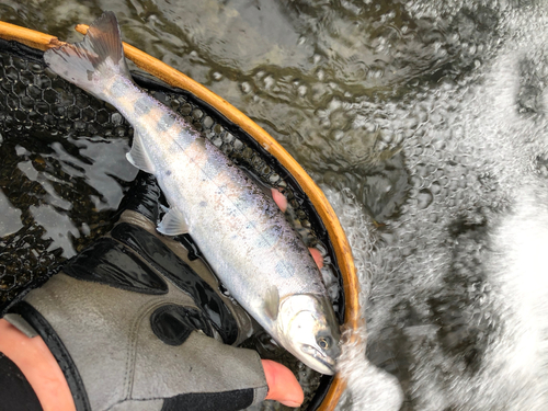 ヤマメの釣果