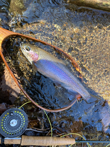 ニジマスの釣果