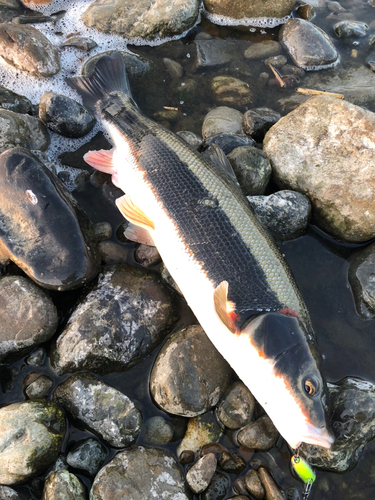 マルタウグイの釣果