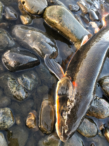 マルタウグイの釣果