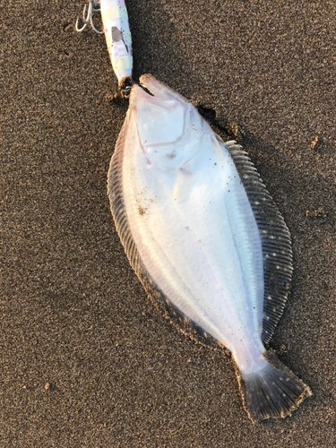 ソゲの釣果